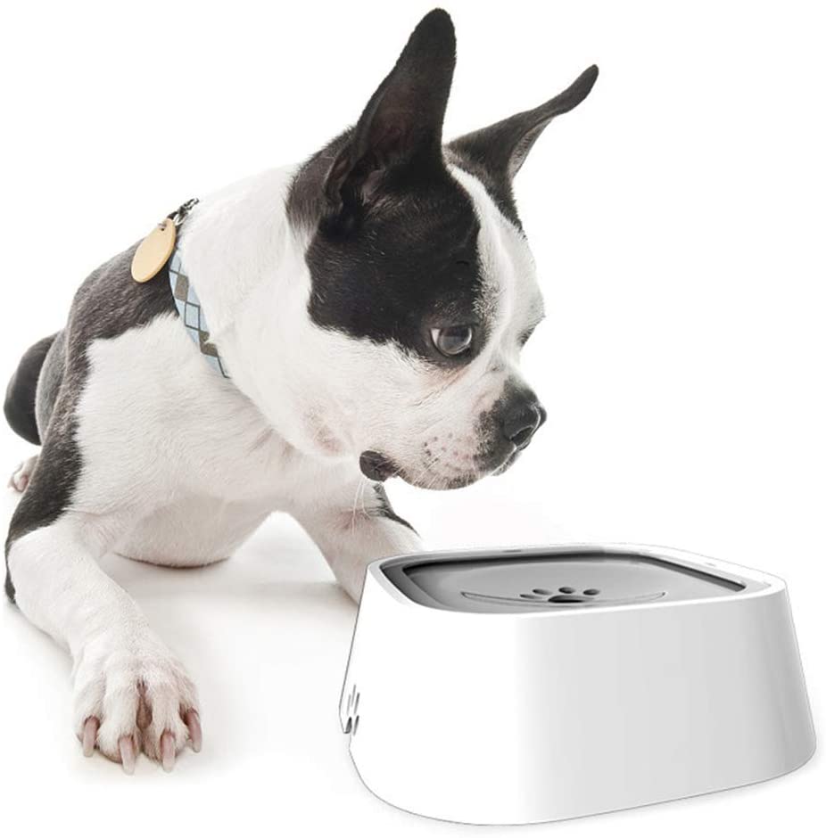 Dog looking at a white pet bowl on a white background